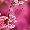 Power of Flower, Power of Pink 19